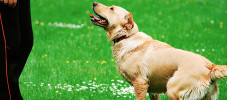 Hund