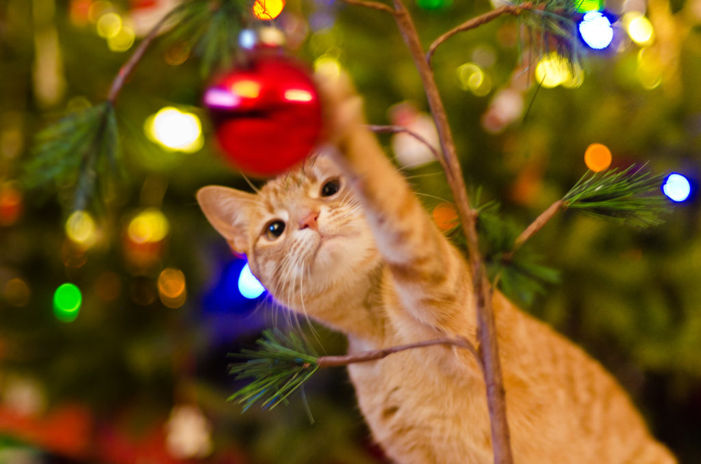 Gefahren für Haustiere an Weihnachten