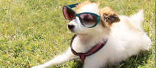 Hund sonnenbrille