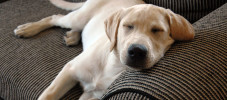 Hund Sofa