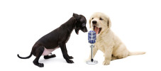 Hunde singen