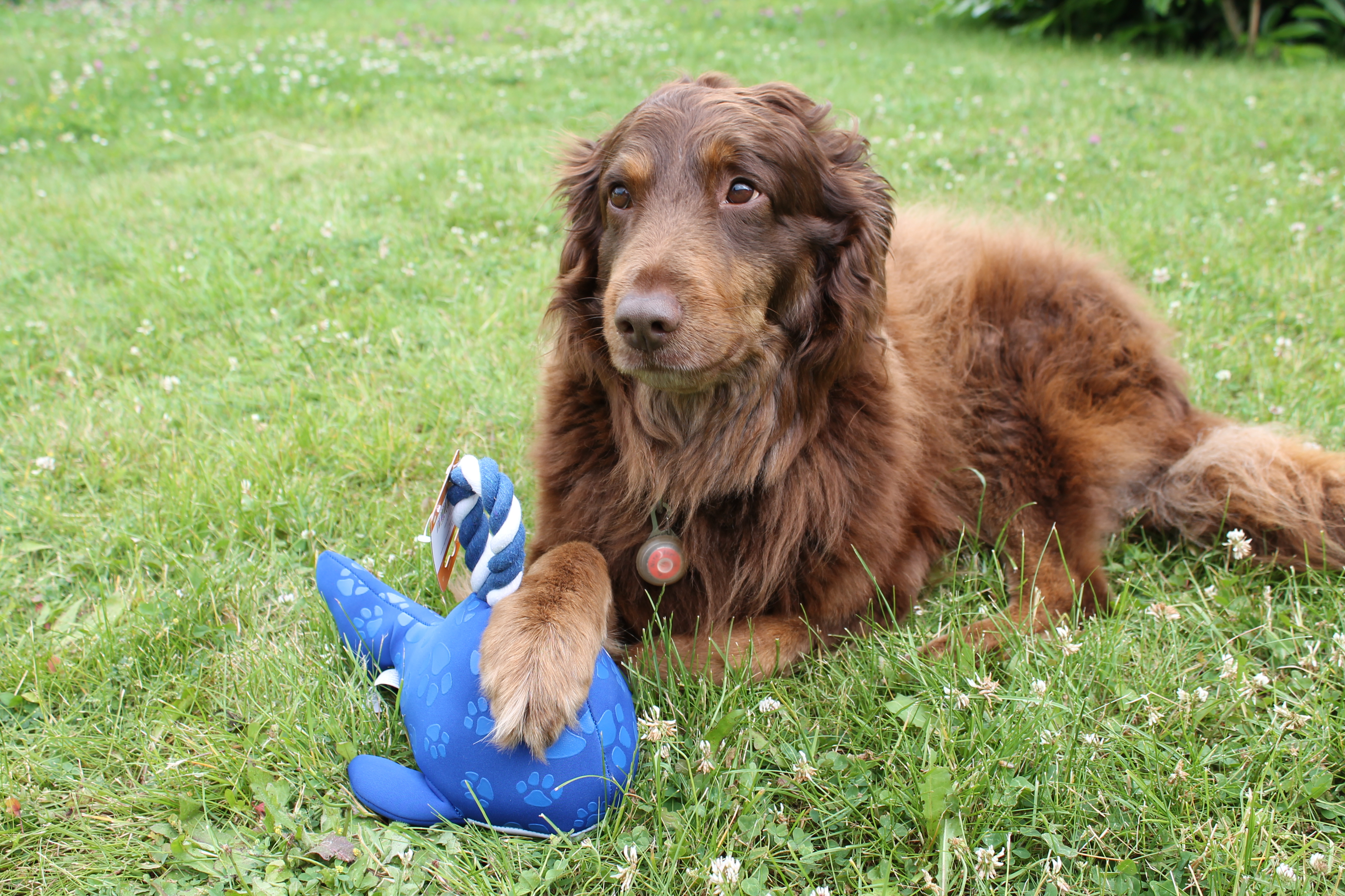 Samson mit Chomper