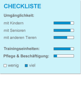 Checkliste_Bull-Terrier