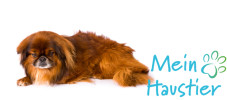 Pekinese