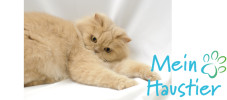 Perserkatze