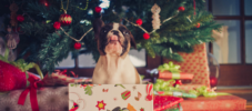 Tiere Silvester