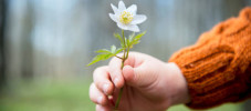 Blume Kinderhand