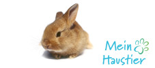 Hase_web