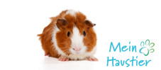 Meerschweinchen_web