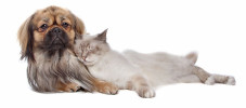 Katze Hund schlafen