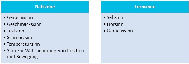 Die wichtige Bedeutung von Naturerfahrungen für die kindliche Entwicklung Grafik 3