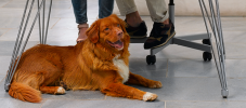 Featured image Hunde im Büro