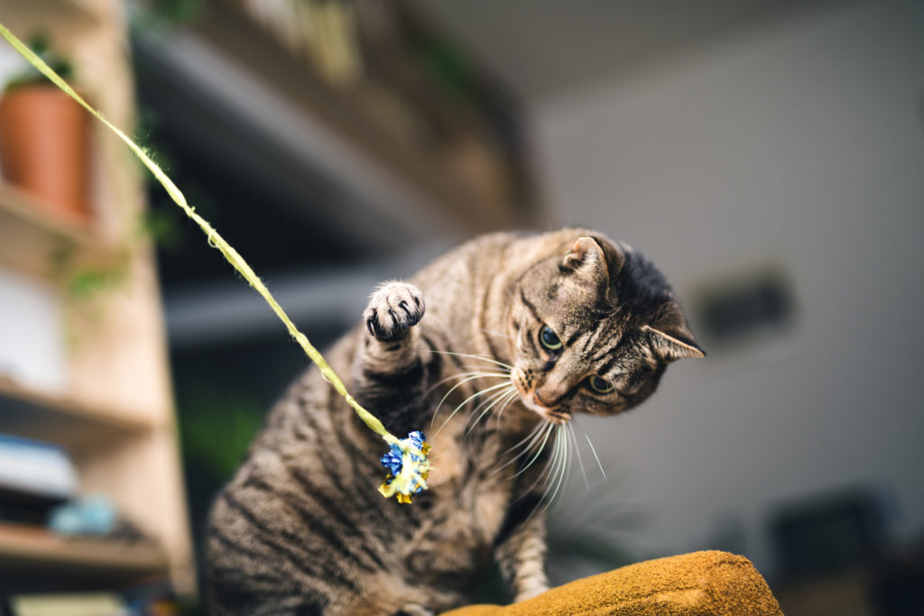Katzenspielzeug selbst gemacht