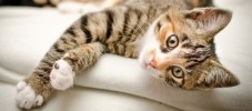 Katzenspielzeug selber machen