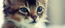 10, die wir von Katzen lernen können
