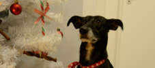 dritter-advent-featured-image