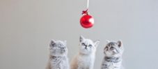 Three Kittens and a Christmas Ball