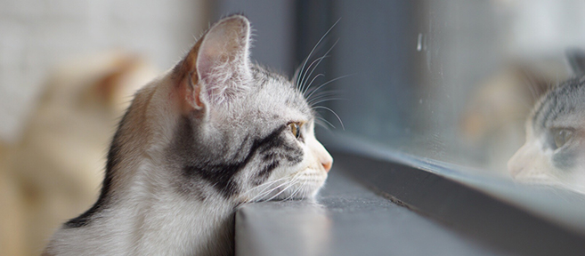 Eine katzenfreundliche Umgebung schaffen