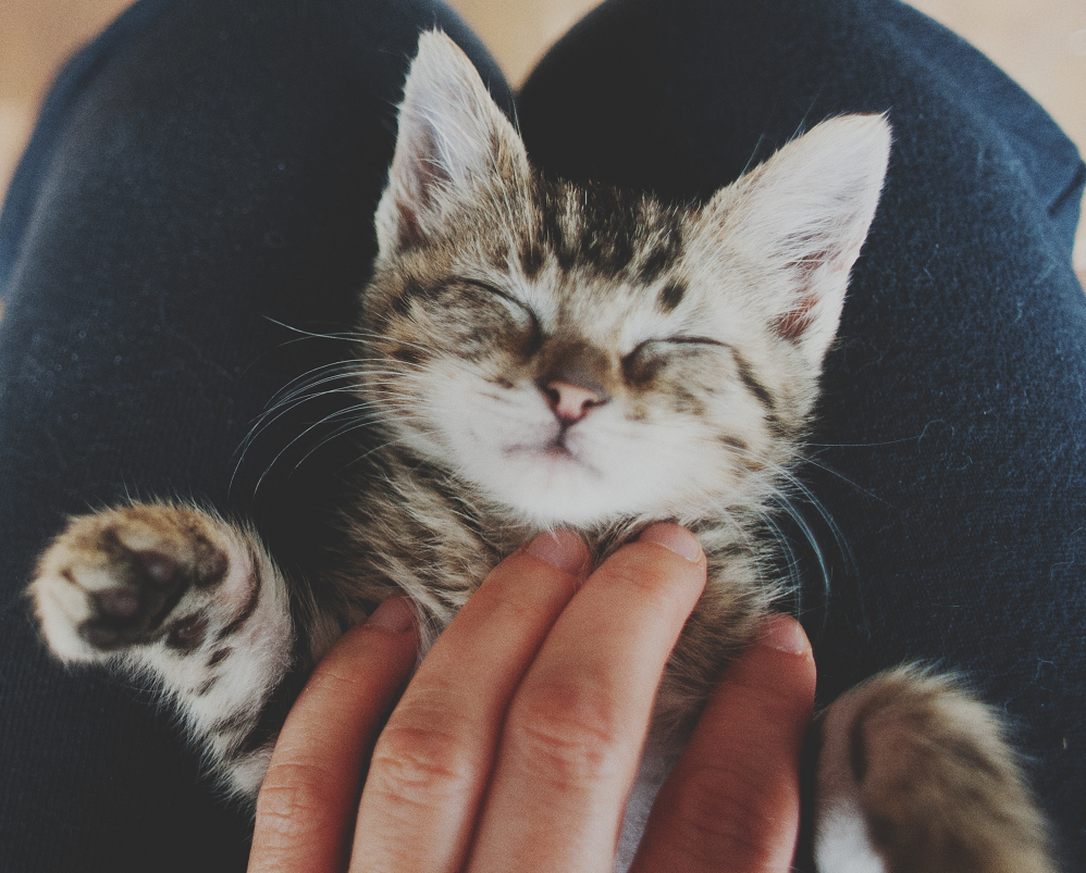 Katzenbaby