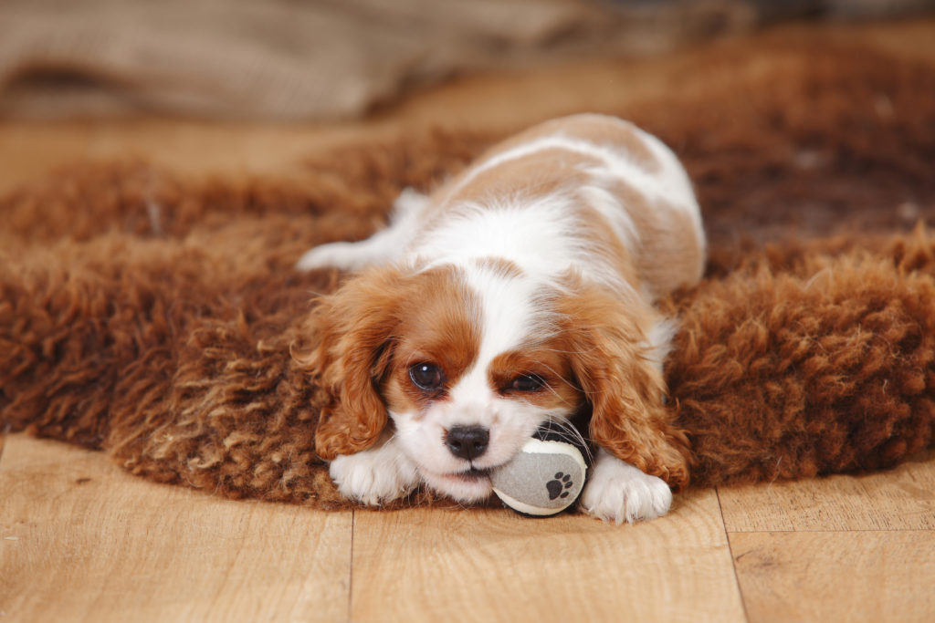 Hund spielt