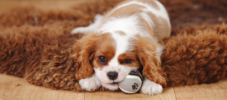 Hund alleine zuhause