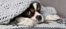 dog under the blanket