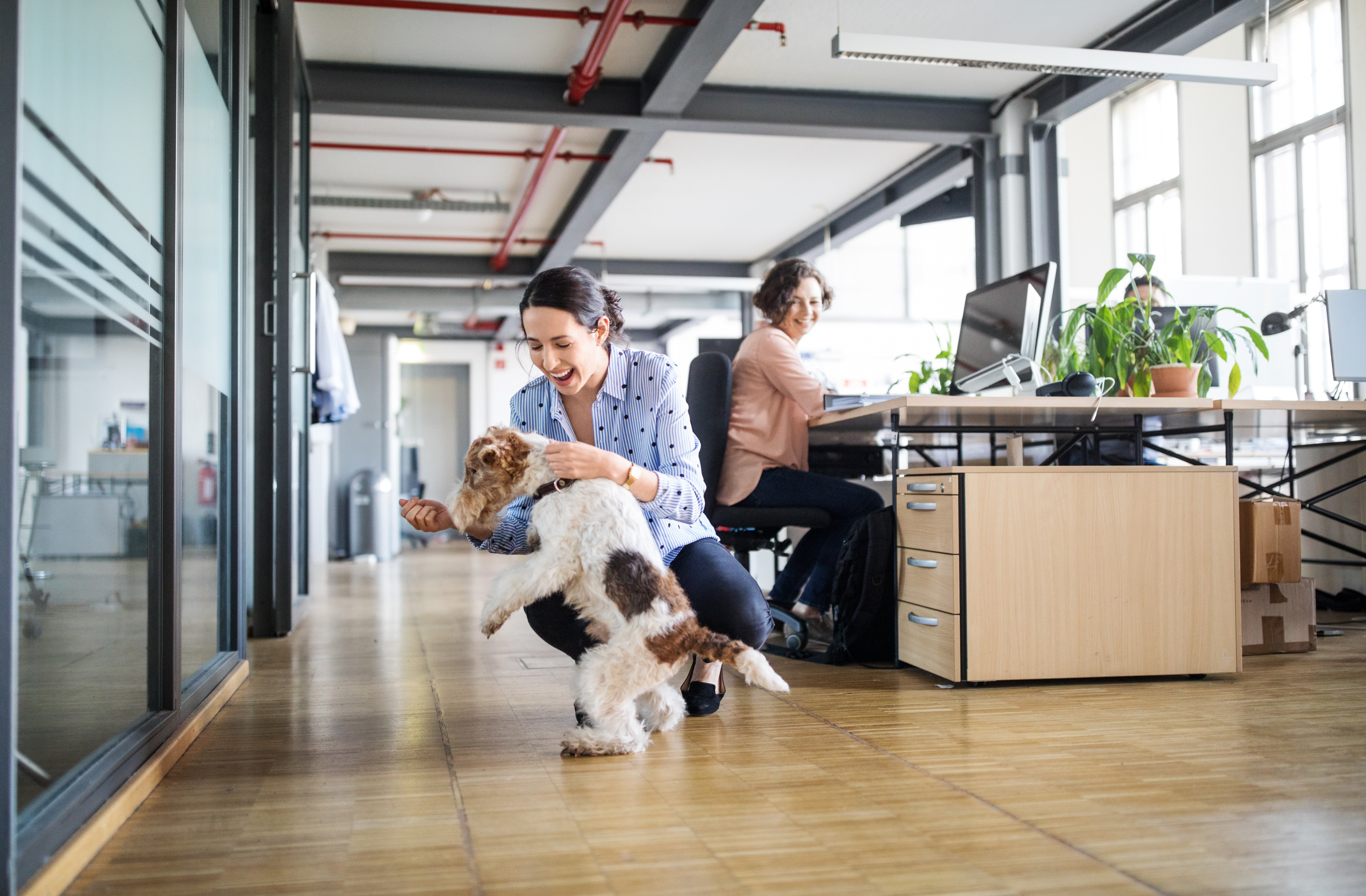 Bürohund