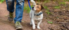 Concept of healthy lifestyle with dog and man hiking outdoor