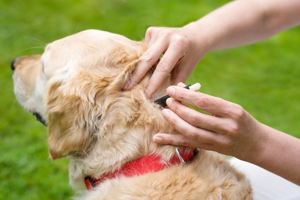 Flöhe und Zecken bei Hunden und Katzen