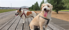 Urban dog 1 Beitragsbild