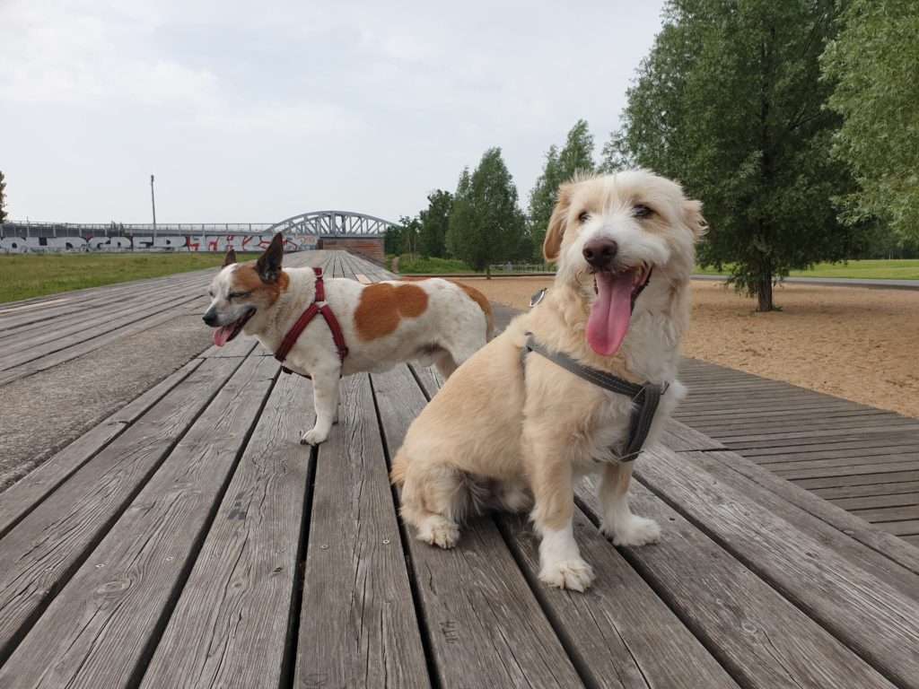 Ausflugsziele mit Hund