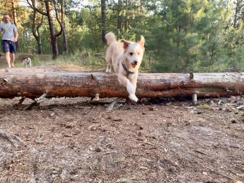 Ausflugsziele mit Hund