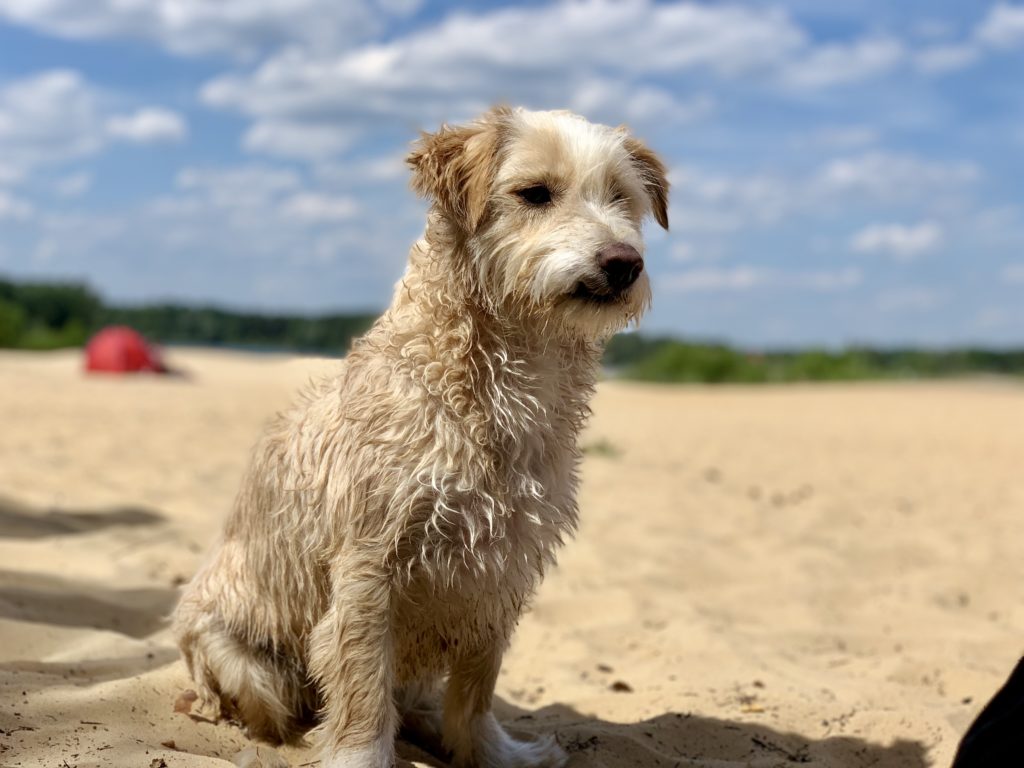 Ausflugsziele mit Hund