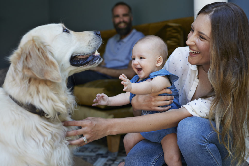 Den Hund Ans Baby Gewöhnen