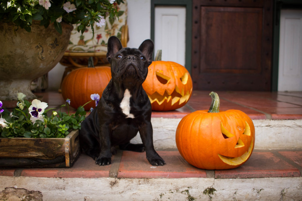 Tiersicherheit an Halloween