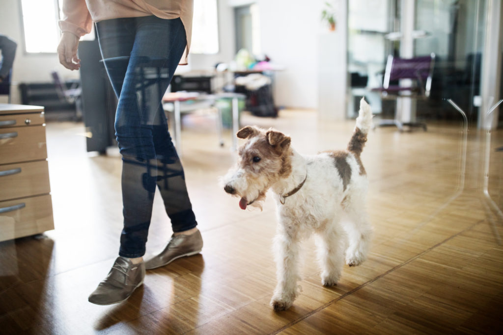 Hunde im Büro