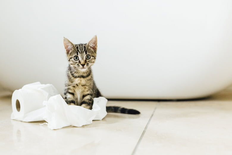 Katze stubenrein trainieren