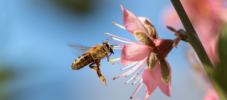 Bienenfreundlich pflanzen