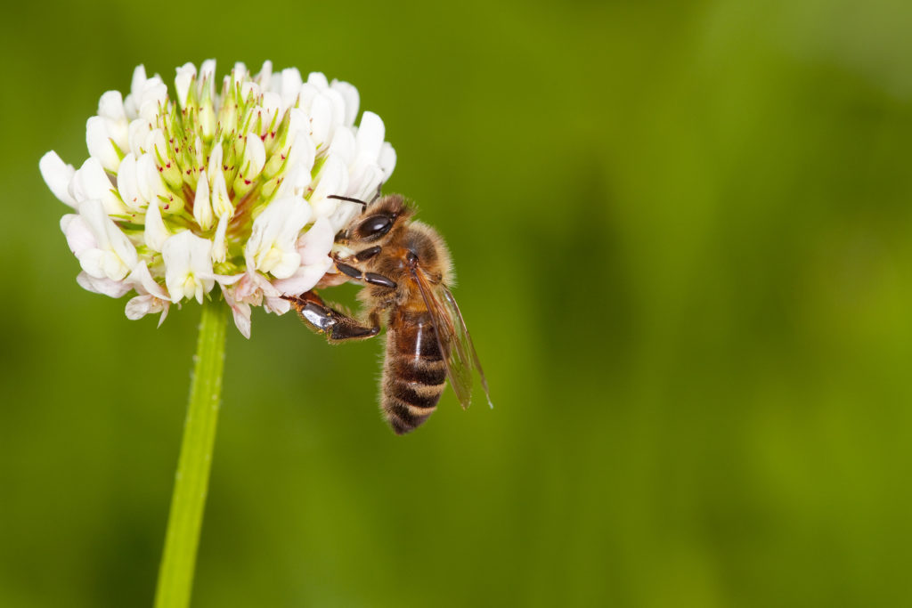 Bienenfreundlich