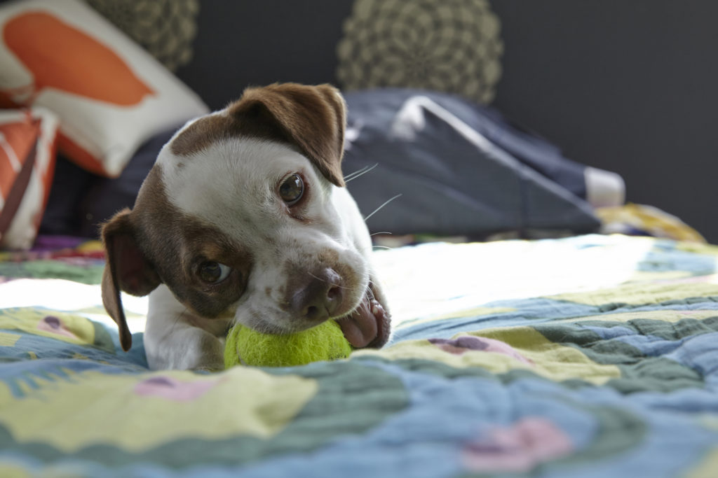 Hundespielzeug