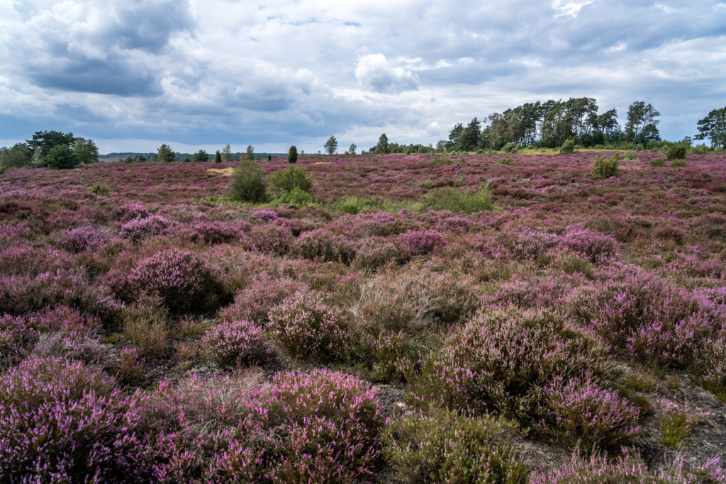 Lüneburger Heide