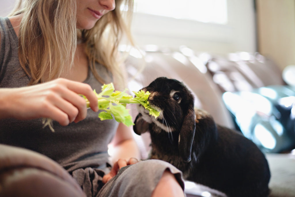 Kriterien Tierbetreuer