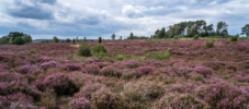 Lueneburger_Heide