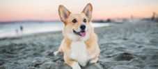 Dog Relaxing on Beach at Sunset