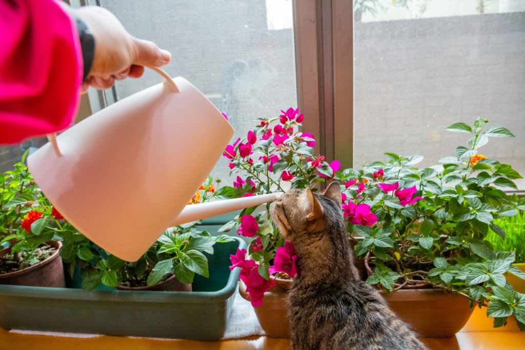 Giftige Pflanzen Katzen