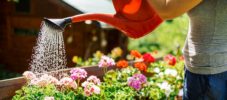 Gardening In Backyard
