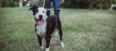 Pet sitter and dogs in walk