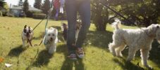 Woman walking dogs in sunny park