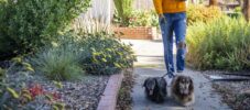 Young Black Woman Walking Dogs with Smartphone