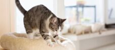 Tabby cat kneading her cushion